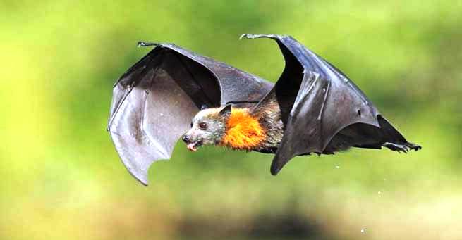 Bats--4