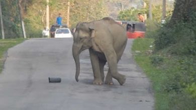 जरुर पढ़िए - सड़क पर फूटबॉल खेलता हुआ हाथी
