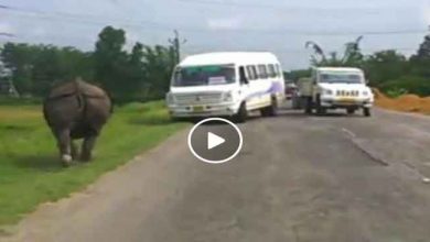 काजीरंगा के नेशनल हाईवे में भागते हुए गैंडे का वीडीओ हुआ वायरल
