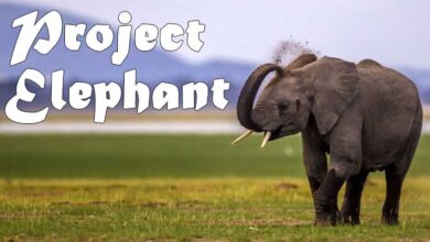 Project Elephant : हाथी परियोजना के तीस वर्ष