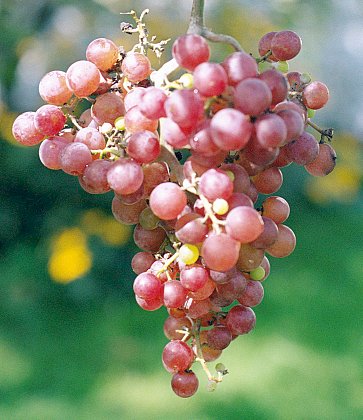 grapes-4