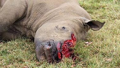 ओरांग राष्ट्रीय उद्यान में गैंडे की हत्या
