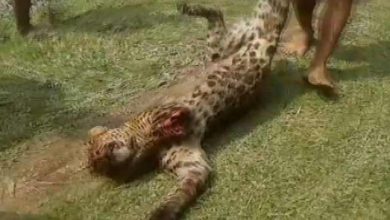 असम: 12 लोगों को घायल करनेवाले तेंदुए को लोगों ने मार गिराया